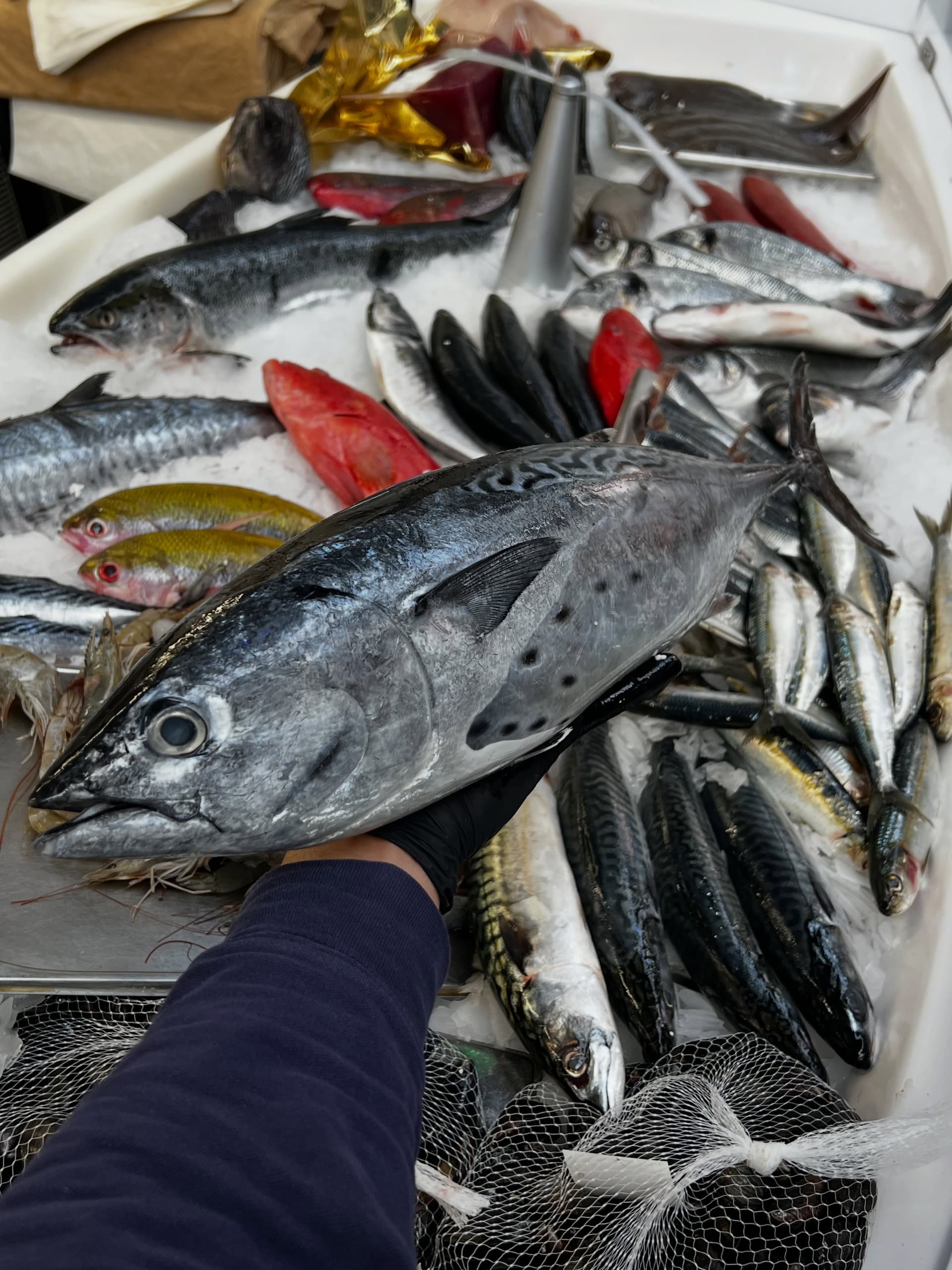 Bonito Tuna